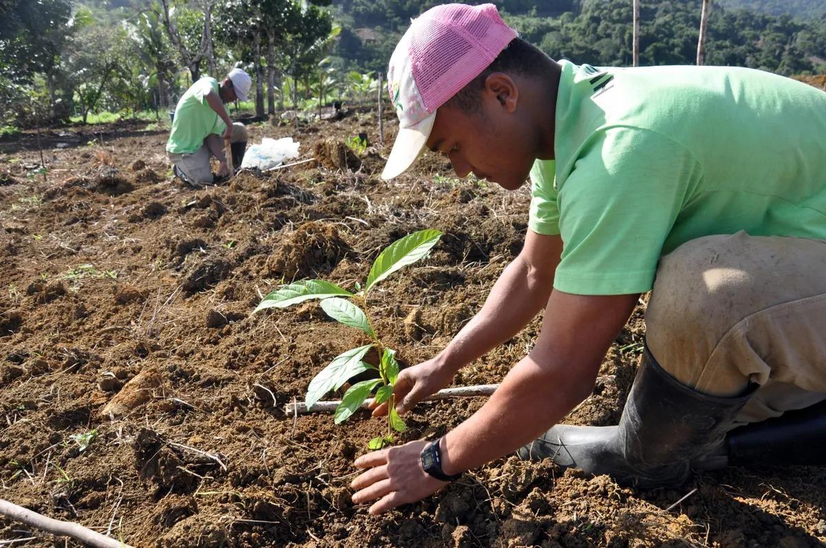 Sector -63 Plantation Programme