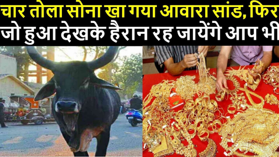 हरियाणा : सांड खा गया चार तोला सोना , बाहर निकलवाने के लिए परिवार कर रहा हैं ये जतन